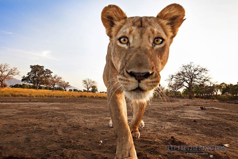 Photographer Has His Canon Kidnapped and Killed by a Lion