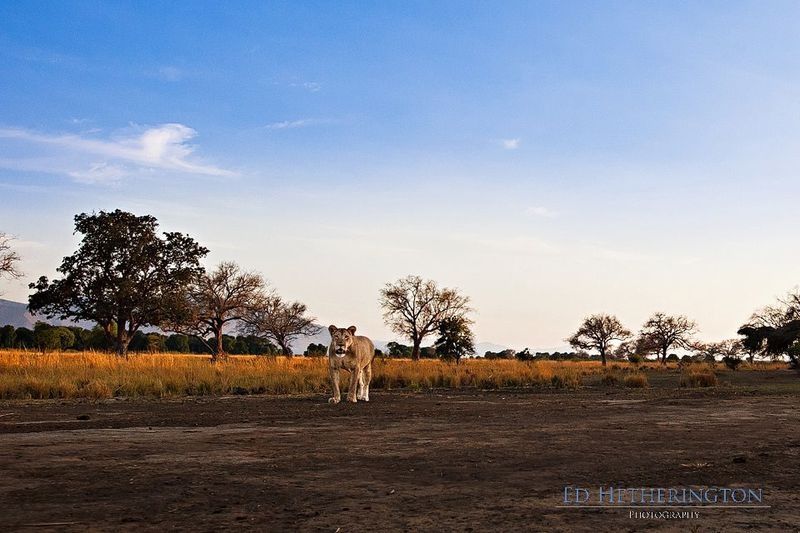 Photographer Has His Canon Kidnapped and Killed by a Lion