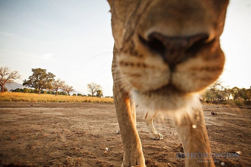 Photographer Has His Canon Kidnapped and Killed by a Lion