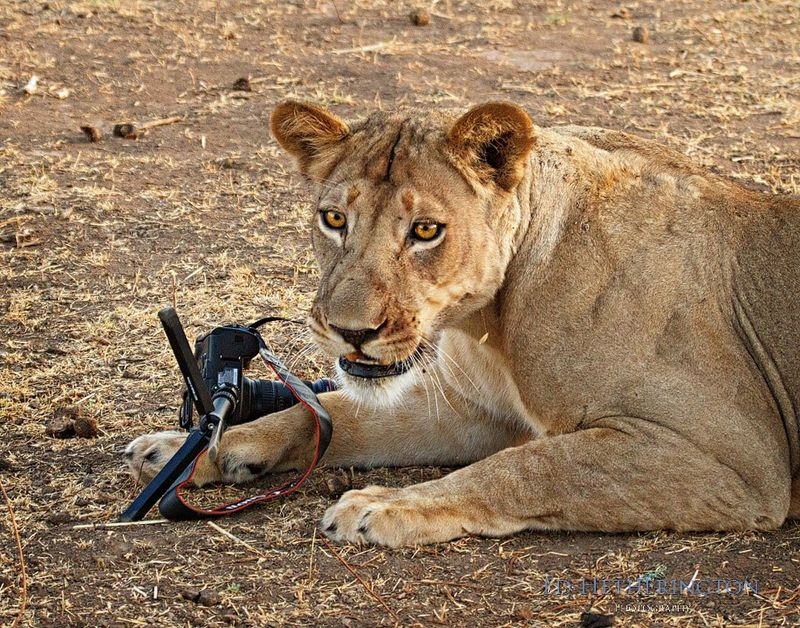 Photographer Has His Canon Kidnapped and Killed by a Lion