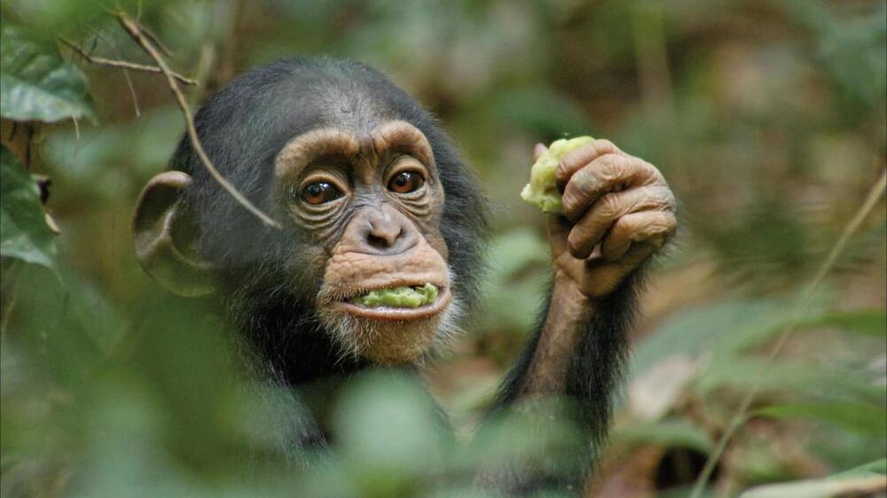 Happy Retirement for Research Chimps! Animal Rights Activists Rejoice!
