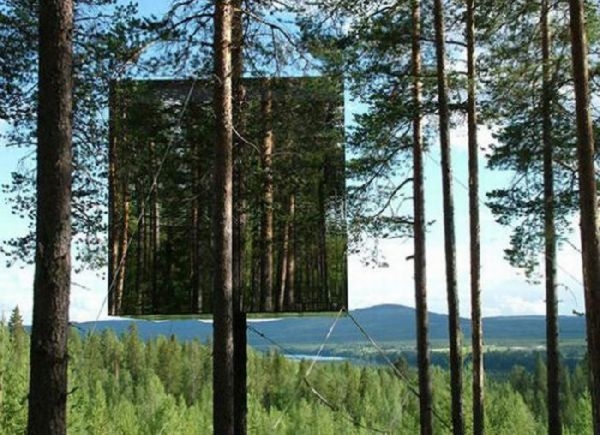 The Amazing Tree House