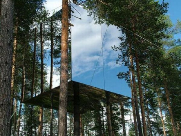 The Amazing Tree House
