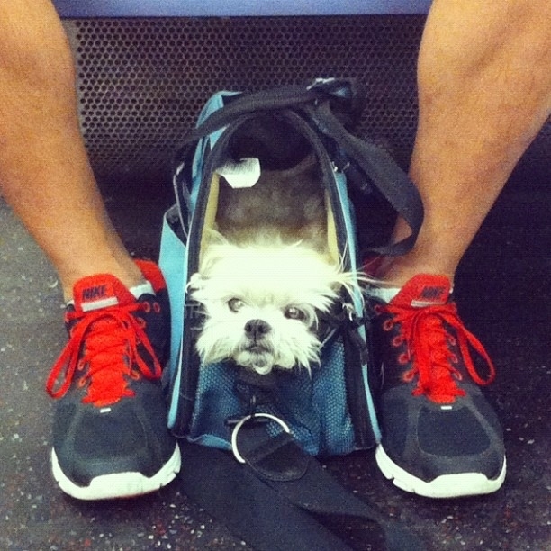 The 50 Best Dogs In Bags On Instagram*