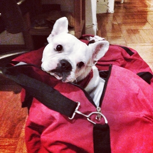 The 50 Best Dogs In Bags On Instagram*