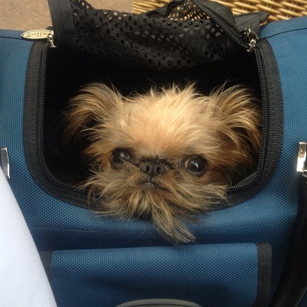 The 50 Best Dogs In Bags On Instagram*