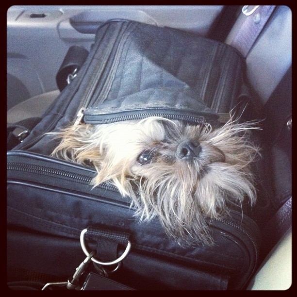 The 50 Best Dogs In Bags On Instagram*