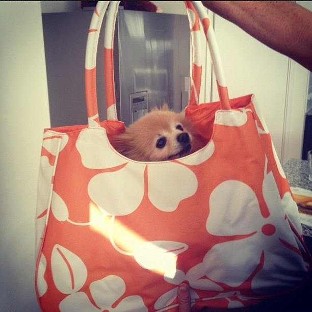 The 50 Best Dogs In Bags On Instagram*