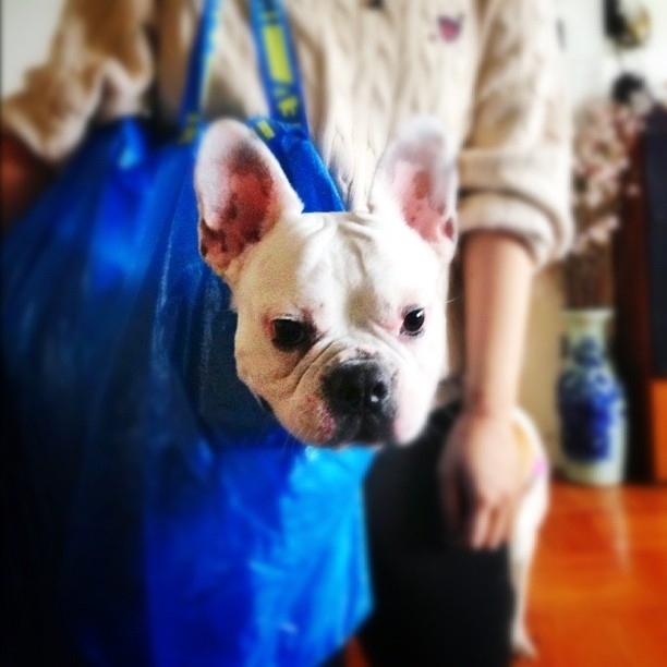 The 50 Best Dogs In Bags On Instagram*