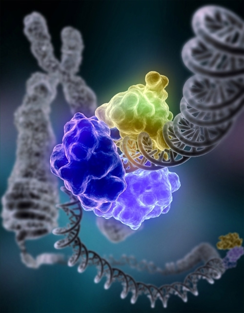 Weird 4 Stranded DNA Discovered In Human Cells!