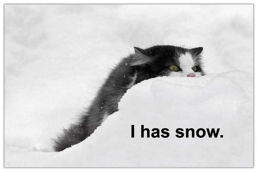 Hilarious Snow Kitties!
