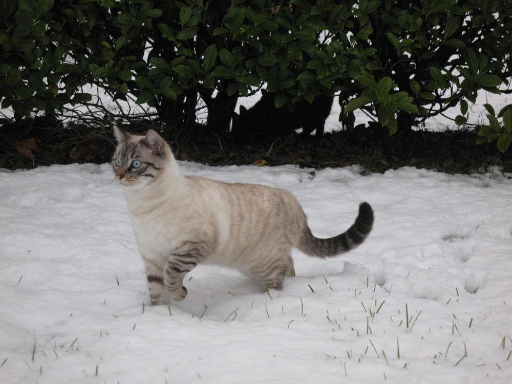 Hilarious Snow Kitties!