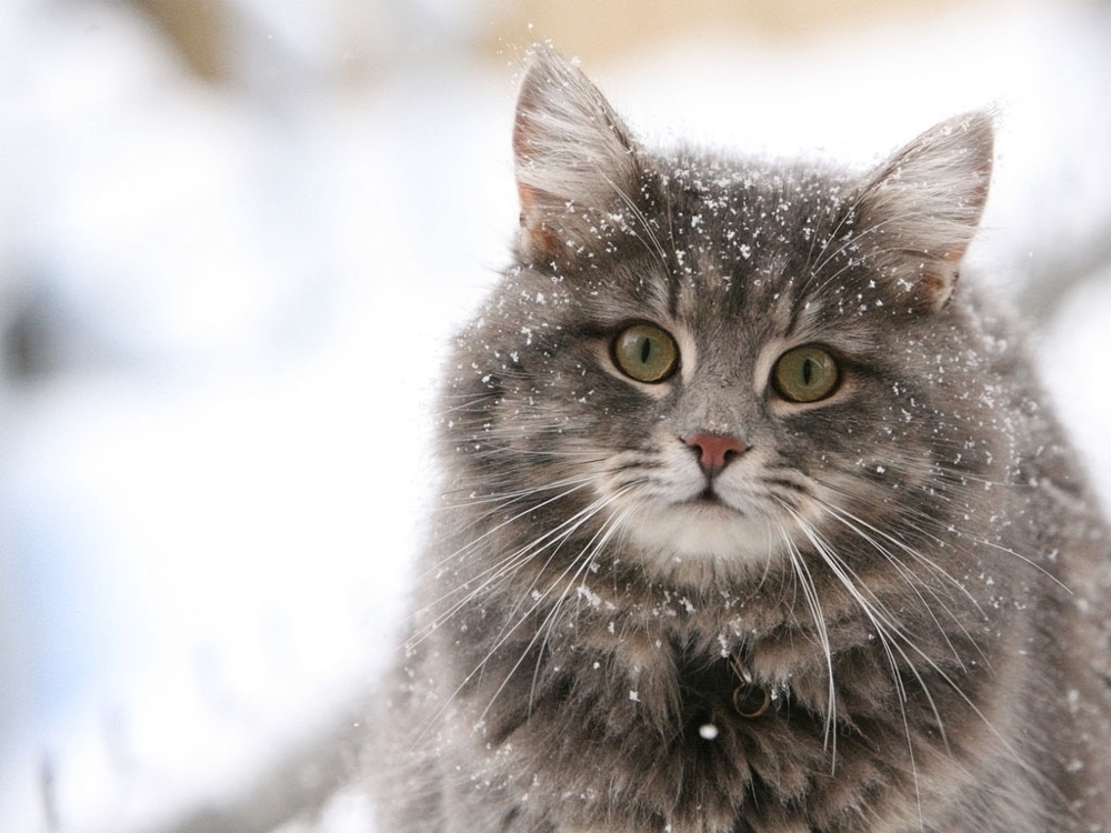 Hilarious Snow Kitties!