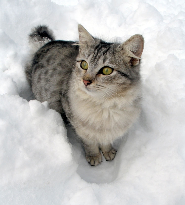 Hilarious Snow Kitties!
