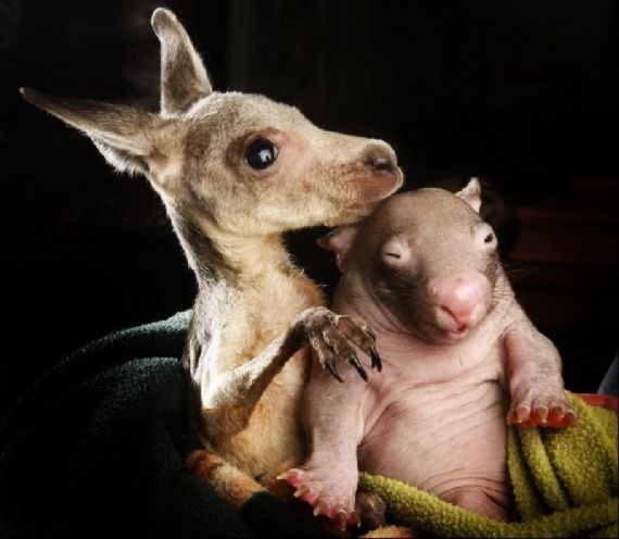 Best Mates: Orphaned Wombat Baby And Kangaroo Joey