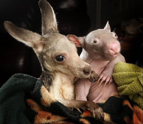 Best Mates: Orphaned Wombat Baby And Kangaroo Joey