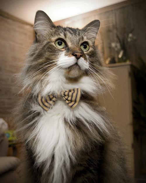 Pets With Class!