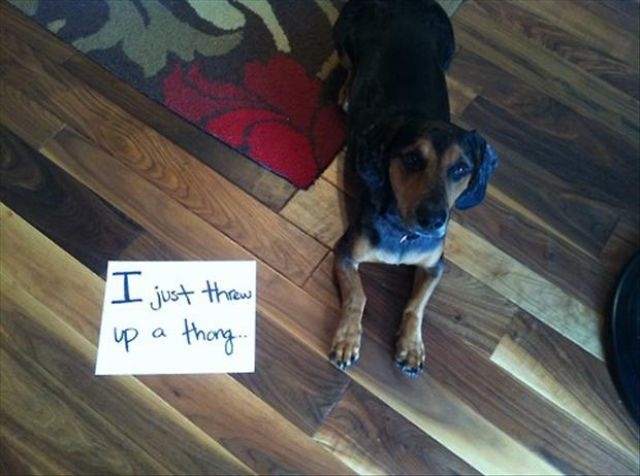 Poor Pooches Get Openly Shamed