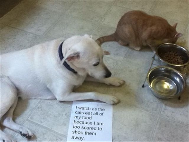 Poor Pooches Get Openly Shamed