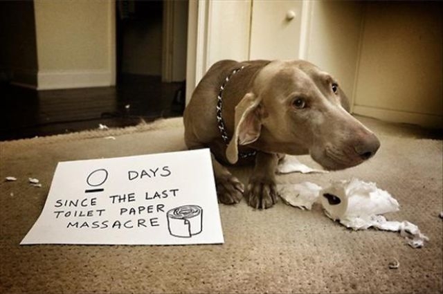 Poor Pooches Get Openly Shamed