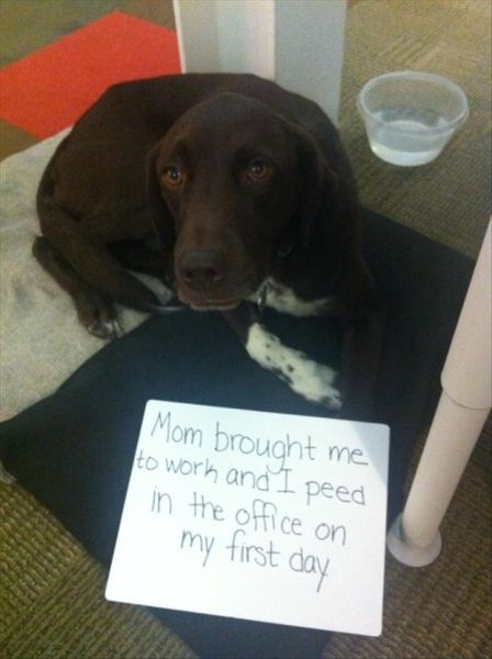 Poor Pooches Get Openly Shamed