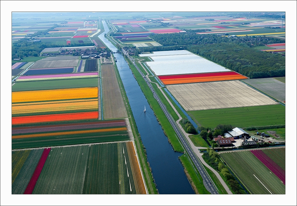 An Aerial Tour of Tulip Fields in the Netherlands 
