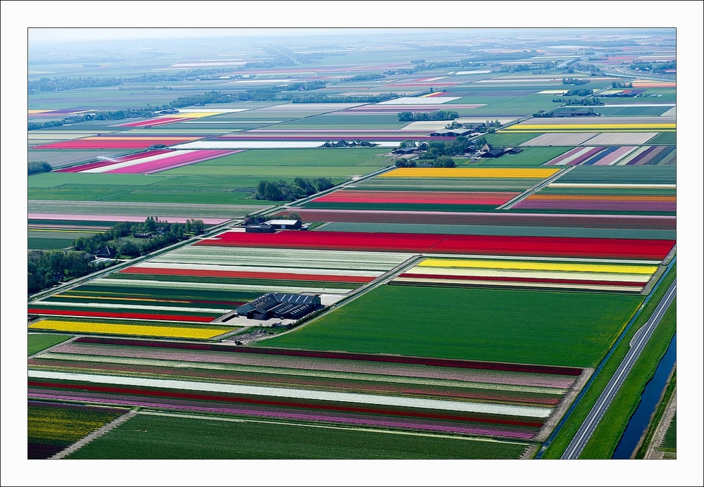 An Aerial Tour of Tulip Fields in the Netherlands 