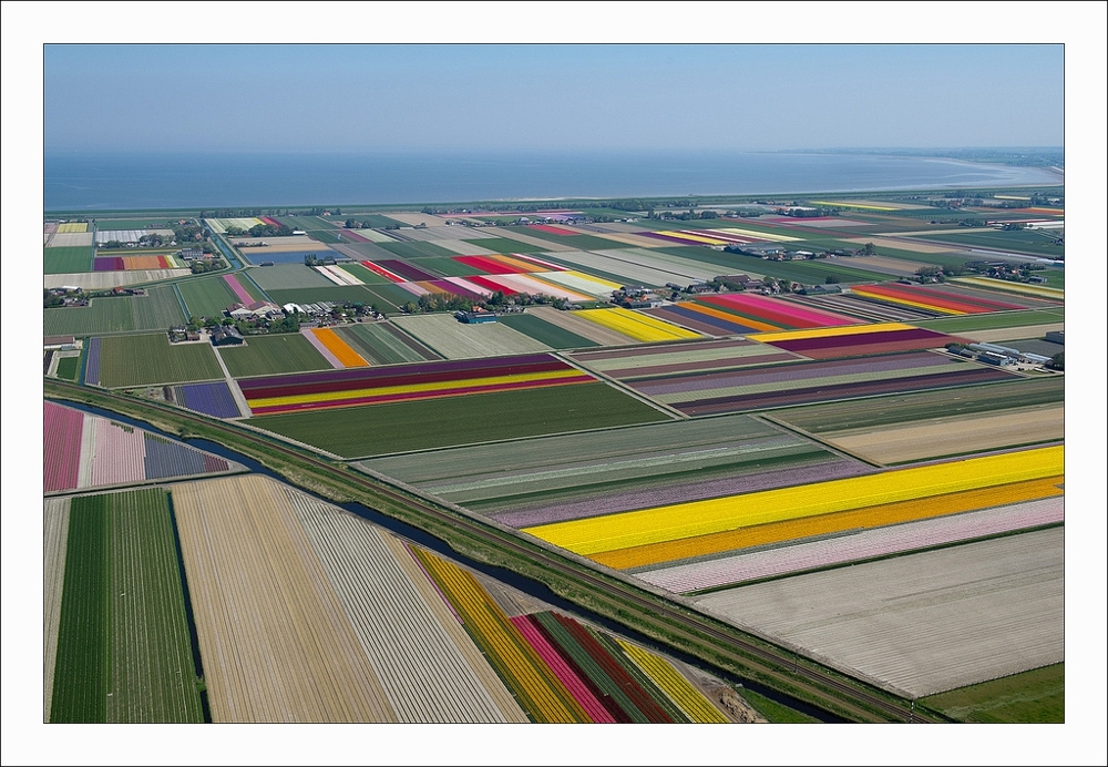 An Aerial Tour of Tulip Fields in the Netherlands 