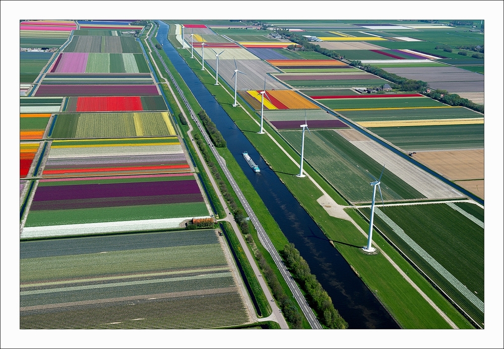 An Aerial Tour of Tulip Fields in the Netherlands 