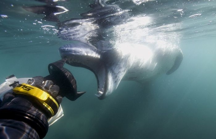 Leopard Seal Eats a Penguin