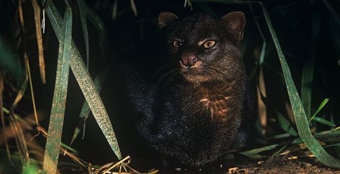 Photos of Wild Cat Jaguarundi