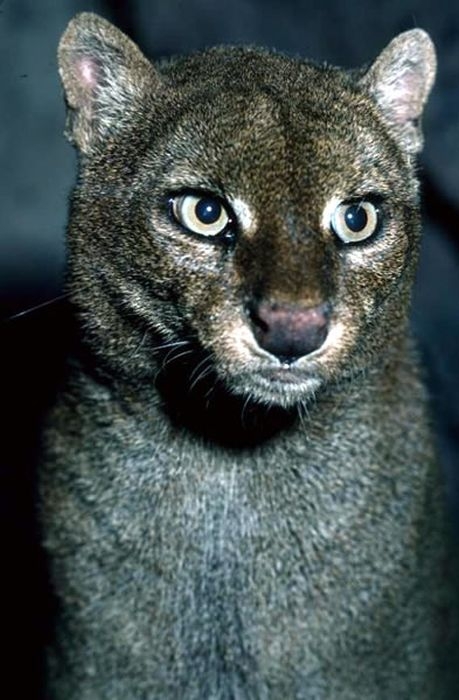 Photos of Wild Cat Jaguarundi