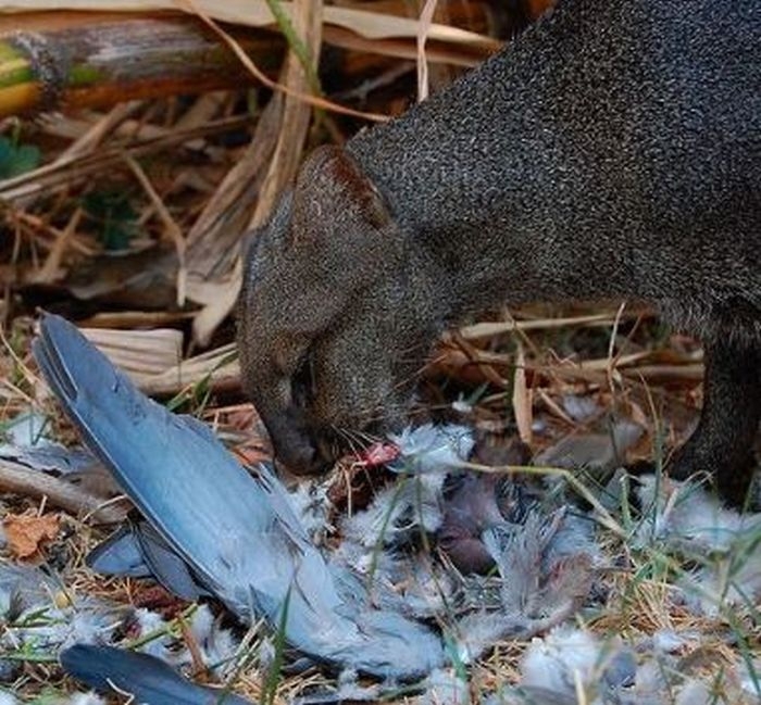 Photos of Wild Cat Jaguarundi