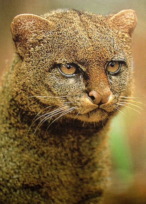 Photos of Wild Cat Jaguarundi