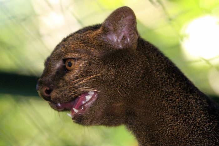 Photos of Wild Cat Jaguarundi