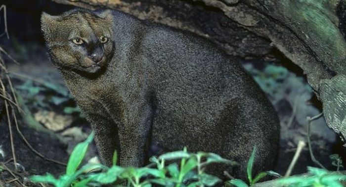 Photos of Wild Cat Jaguarundi