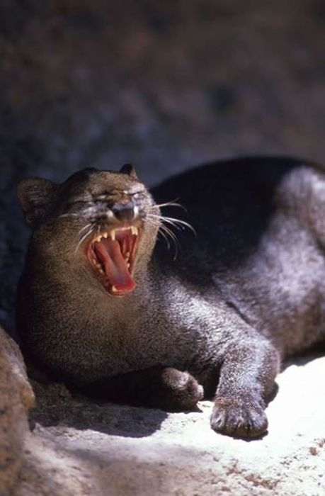 Photos of Wild Cat Jaguarundi