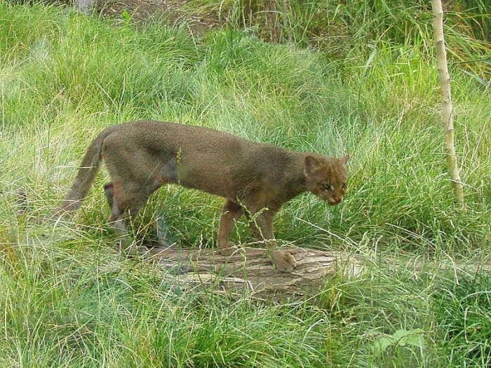 Photos of Wild Cat Jaguarundi