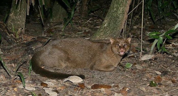 Photos of Wild Cat Jaguarundi