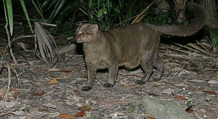 Photos of Wild Cat Jaguarundi