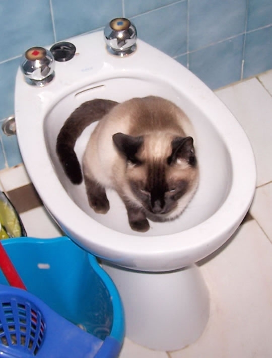 Most Adorable Toilet Using Cats!