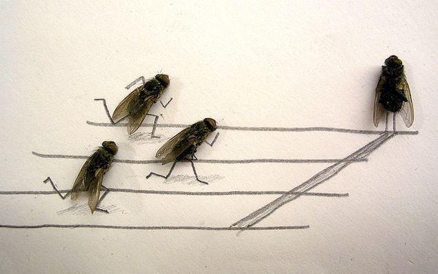 Weird World of Flies