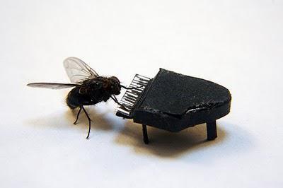 Weird World of Flies