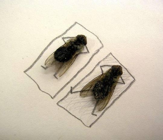 Weird World of Flies