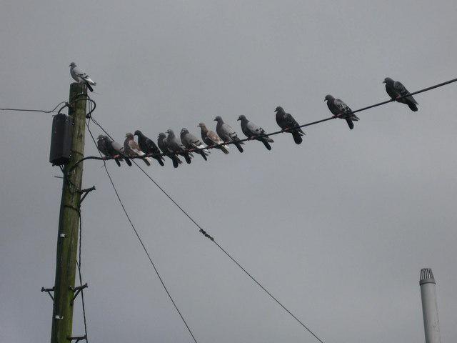 THE BIRDS