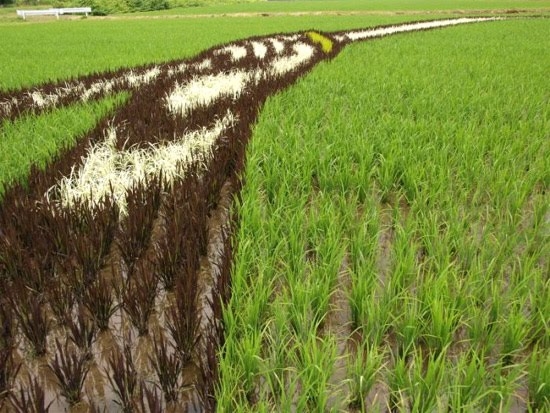 Japanese Farmers Create Fields Of Unbelievable Art