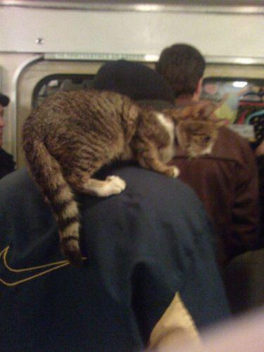 Cats Like to Be Around... Your Shoulder