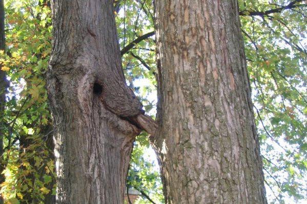 Beware of Living Trees!