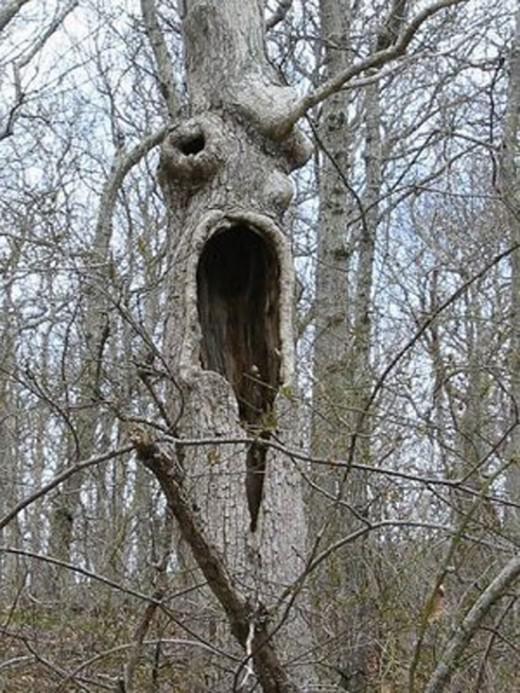 Beware of Living Trees!