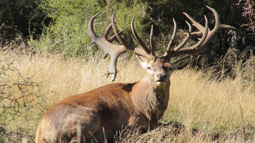 Deer Antler Spray Infiltrates The NFL!?